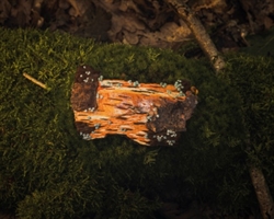 Broderi – fund og fantasi af Joan Eriksen Broderi bog 